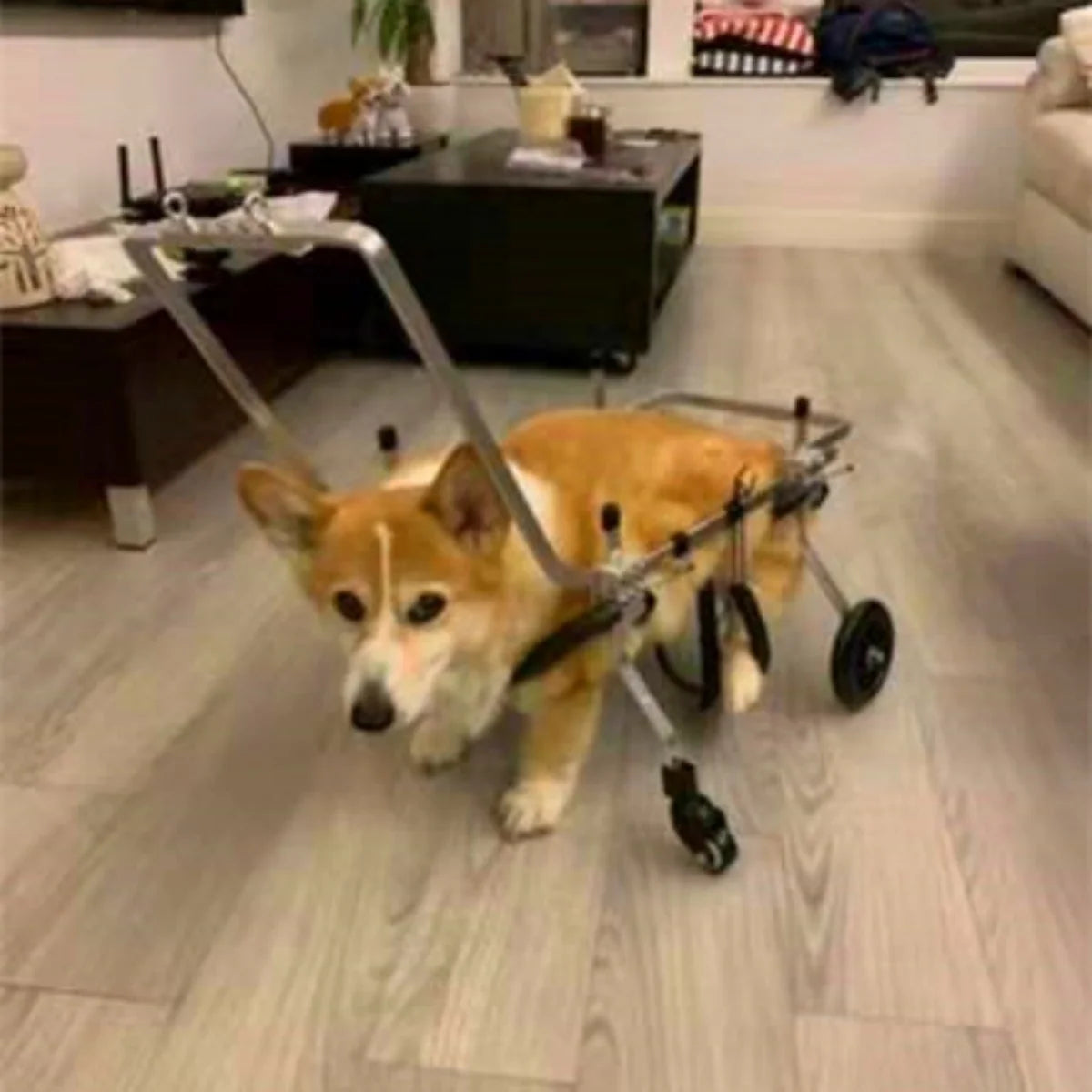Elderly dog wheelchair forelimb four-wheeled pet hemiplegic dog car front leg disabled car full body quadriplegic dog assistance